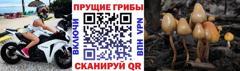 Галлюциногенные грибы Cubensis  Боготол 